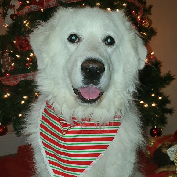 mindytim2011